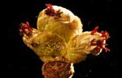 Hazelnut Flower