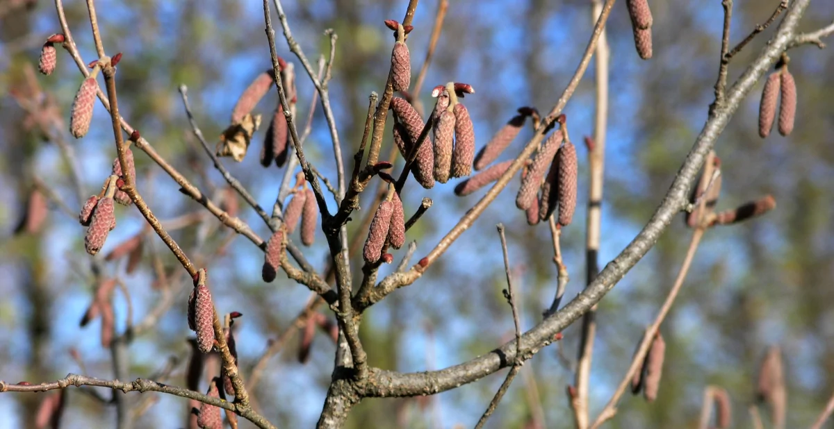 How to grow and manage hazelnut trees Growing