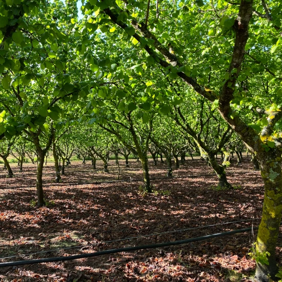 How to grow and manage hazelnut trees Growing