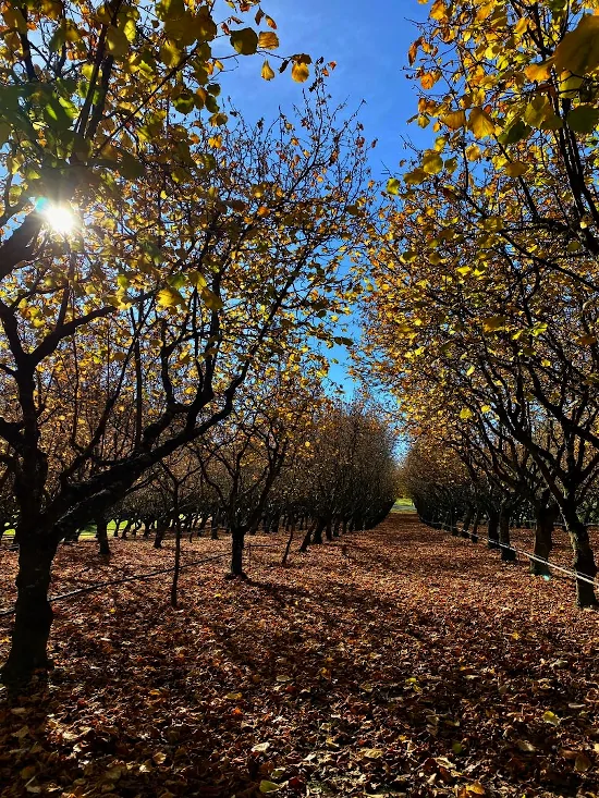 How to grow and manage hazelnut trees Growing