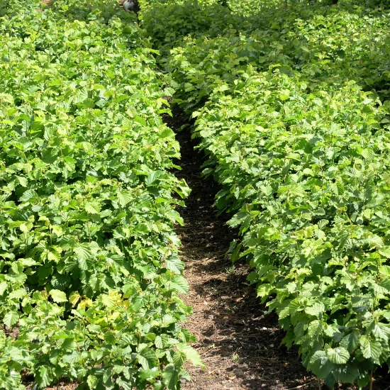 How to grow and manage hazelnut trees Growing
